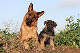 BERGER ALLEMAND 573